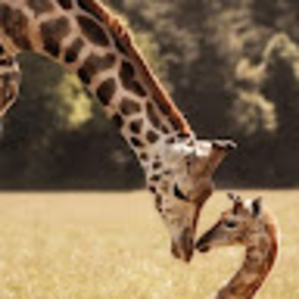 Meet your Posher, Lancethegiraffelover